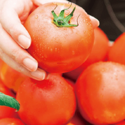 茨城県農業法人協会